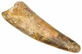 Fossil Spinosaurus Tooth - Feeding Worn Tip #380992-1